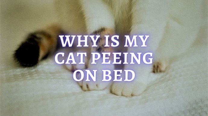 why is my cat peeing on bed