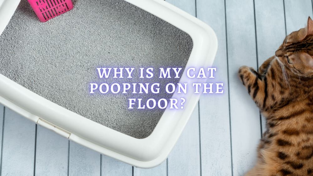 Why Is My Cat Pooping on the Floor? Health and Behavior Reasons