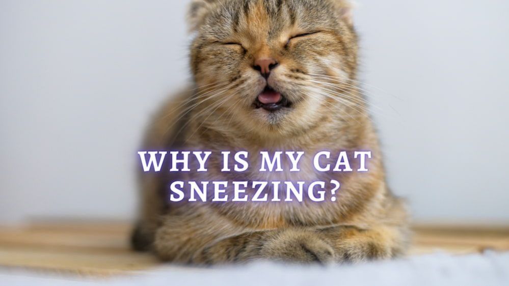 ⇒ Cat Sneezing: Reasons Why does my Cat keep Sneezing