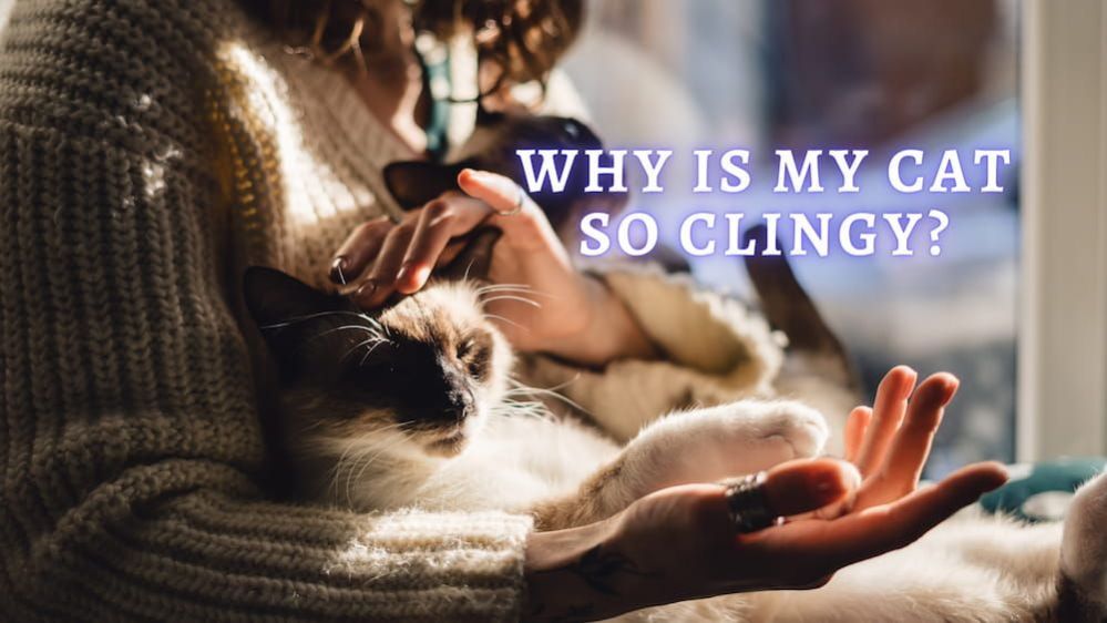 ᐉ Clingy Cat Reasons Why is my Cat so Clingy all of a Sudden
