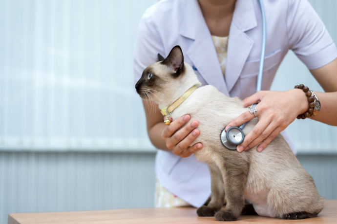 Why is my Cat’s Stomach Gurgling?