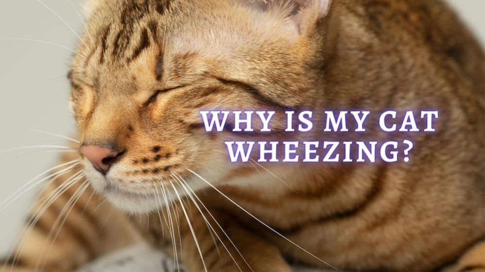 Cat Wheezing 11 Reasons Why Is Your Cat Wheezing