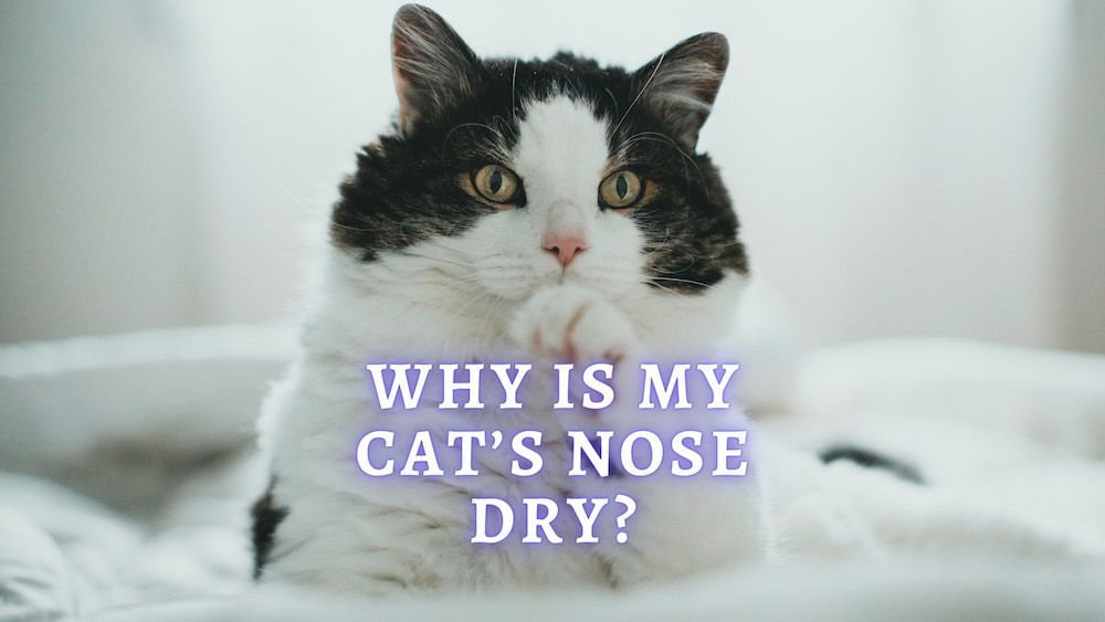 why is my cats nose dry