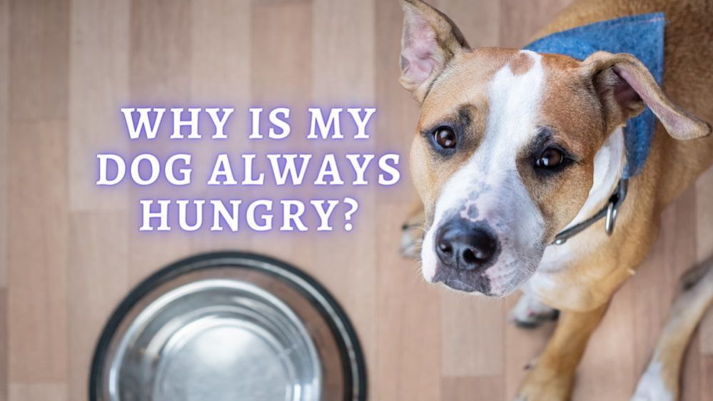 Why Is My Dog Always Hungry? 6 Reasons Why Your Dog Always Hungry