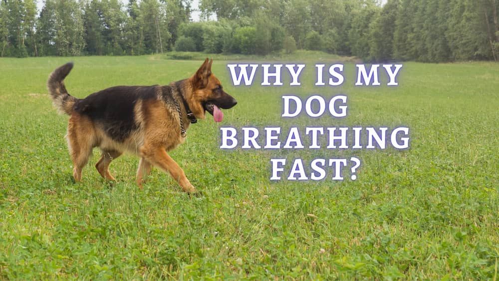 why is my dog breathing fast