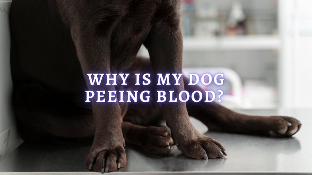 Blood in Dog Urine Why Is My Dog Peeing Blood?