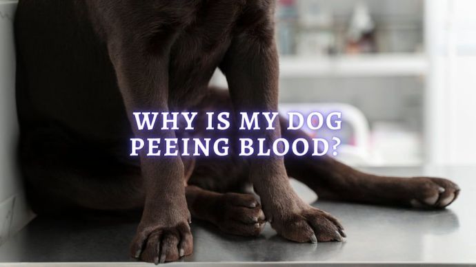 why is my dog peeing blood
