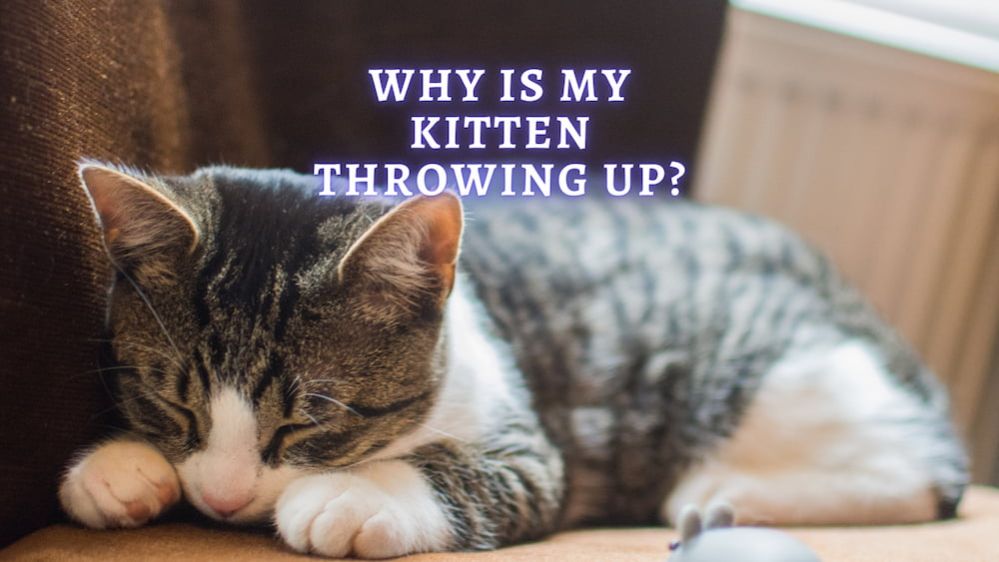 why-do-kittens-throw-up-and-what-to-do-vet-advice