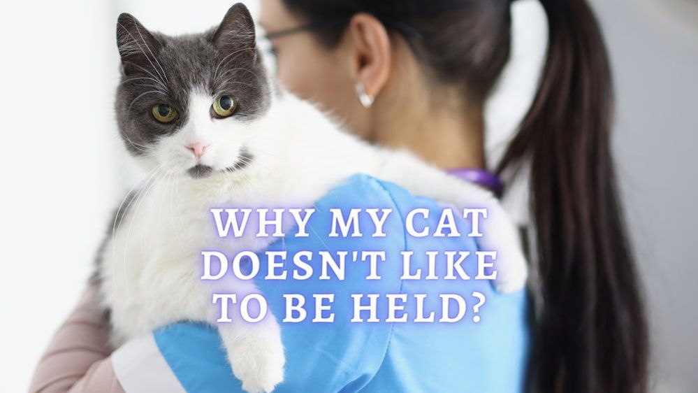 8 Reasons Why Your Cat Doesn't Like to be Held