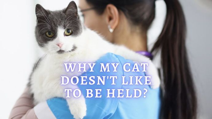 why my cat doesnt like to be held
