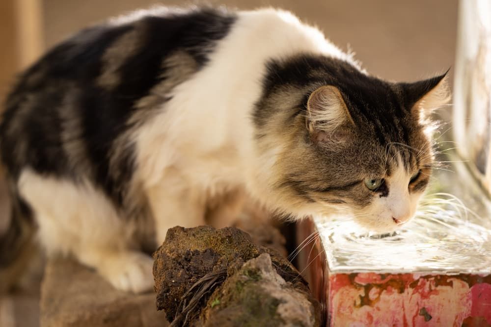 why my cat drinks so much water