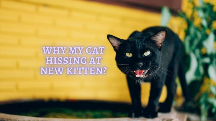 why my cat hissing at new kitten