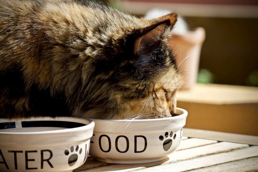 best food picky cats