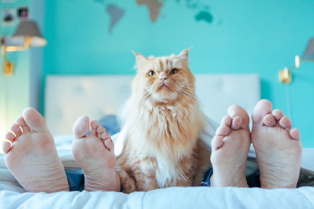 12 Reasons Why Do Cats Sleep at the Foot of the Bed ThePets