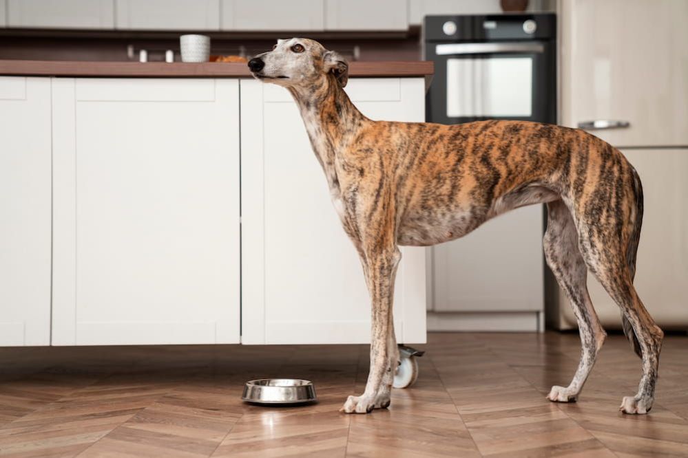 Why Is My Dog Not Eating? Health and Behavior Reasons