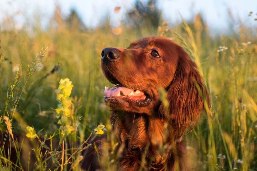 dog-keeps-shaking-head-12-reasons-why-your-dog-keep-shaking-head