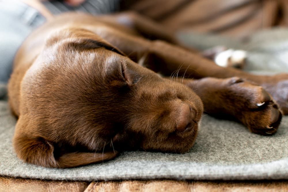 why puppy shakes in sleep