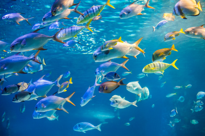 ᐉ Why can't Saltwater Fish live in Freshwater - ThePets