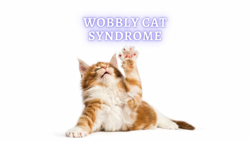 Cerebellar Hypoplasia (CH) and Cats What is Wobbly Cat Syndrome?