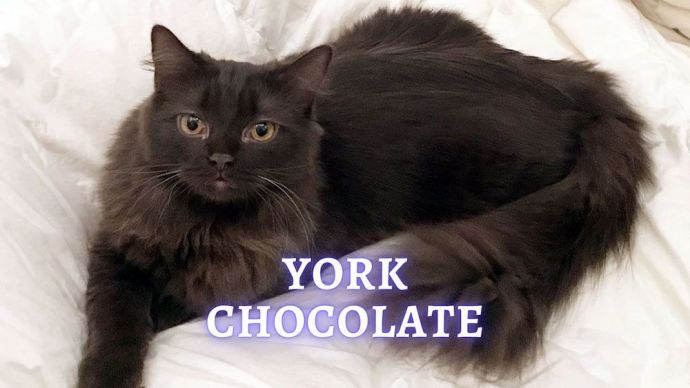 york chocolate cat
