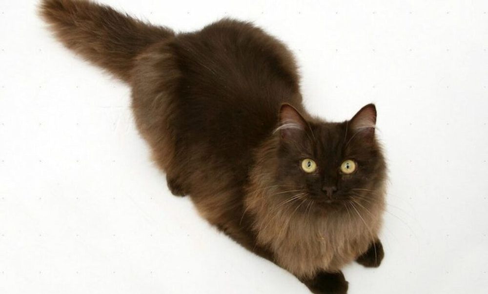 York Chocolate Cat Personality, Size, Lifespan, Price and Adoption
