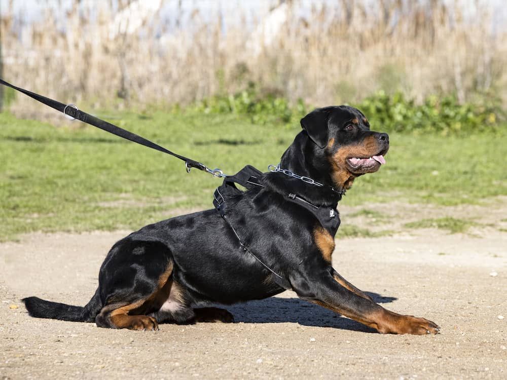 young rottweiler training